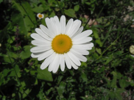 ma iubeste...nu ma iubeste...